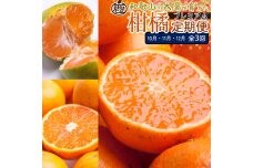 厳選 柑橘定期便S（10～12月）全3回 ［IKE291］