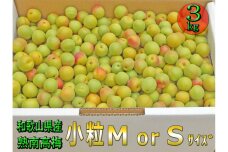［梅干・梅酒用］小粒（SまたはM－3Kg）熟南高梅＜2026年6月下旬～7月中旬発送予定＞