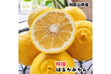 ［先行予約］［人気柑橘］特撰 はるかみかん 5kg ［MS146］