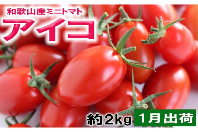 ワコーズまとめ売り2 トマトさん専用。 ふるさと納税 「［2027年1月出荷分］和歌山産ミニトマト「アイコトマト