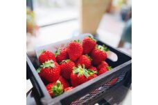 まりひめ いちご 約1.2kg(約300g×4パック)【2025年1月より発送】