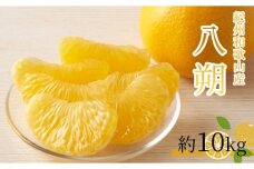 八朔（はっさく）約10kg　紀州和歌山 かつらぎ産［先行予約］［UT19］