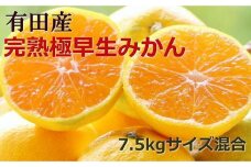 紀州有田の完熟極早生みかん約7.5kg(サイズ混合)★2024年10月下旬頃より順次発送【TM79】