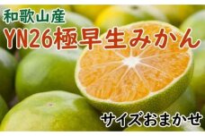 【産直】YN26極早生みかん約5kg（2S～Mサイズおまかせ）★2024年9月中旬頃より順次発送