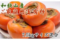 和歌山産富有柿ご家庭用約7.5kg★2023年10月下旬頃より順次発送