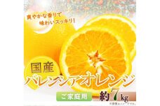 希少国産バレンシアオレンジ7kg【ご家庭用訳あり】2025年6月下旬頃～2025年7月上旬頃順次発送