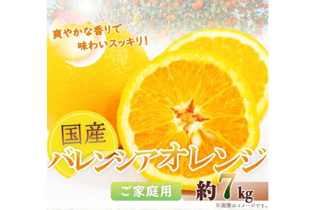 ふるさと納税 「☆先行予約☆希少な国産バレンシアオレンジ 7kg【ご家庭用訳あり】【2024年6月下旬より発送】」 和歌山県由良町 ふるさと納税の「 ふるさとぷらす」