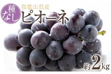 【新鮮・産直】和歌山かつらぎ町産たねなしピオーネ約2kg★2024年8月下旬頃より順次発送