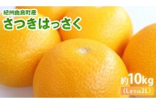 紀州由良町産 さつきはっさく  約10kg(Lまたは2Lサイズ）