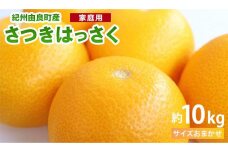 和歌山由良町産はっさく 約10kg　青秀　(キズあり)サイズおまかせ (２L～М)