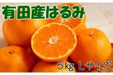 紀州有田産のはるみ約5kg(Lサイズ) ★2025年1月中旬頃より順次出発送【TM28】