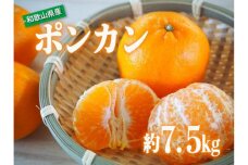 ポンカン 約7.5kg サイズおまかせ 【北海道・沖縄・一部離島配送不可】