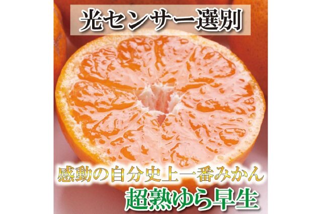 家庭用 超熟有田みかん8kg 240g 2022年11月〜12月下旬ごろに順次発送 傷み補償分