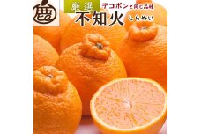 ＜2月より発送＞厳選 不知火5kg+150g（傷み補償分）【デコポンと同品種・人気の春みかん】