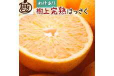 ＜4月より発送＞家庭用 樹上完熟はっさく10kg+300g（傷み補償分）【八朔】【わけあり・訳あり】