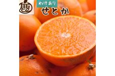 ＜2月より発送＞家庭用 せとか3kg+90g（傷み補償分）【春みかんの王様】【わけあり・訳あり】