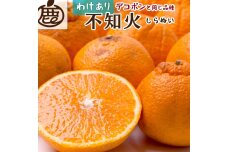  ＜4月より発送＞家庭用 不知火5kg+150g（傷み補償分）