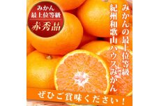 赤秀品 紀州和歌山ハウスみかん 2.5kg【2025年6月下旬頃～2025年7月中旬頃に順次発送】