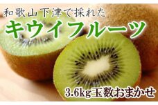 和歌山のキウイフルーツ約3.6kg（玉数おまかせ・秀品）★2025年１月頃より順次発送【TM111】