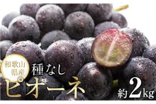 【新鮮・産直】和歌山かつらぎ町産たねなしピオーネ約2kg★2024年8月下旬頃より順次発送