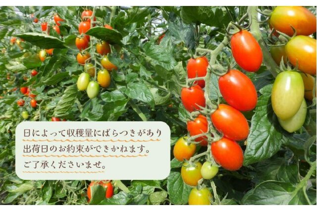 ふるさと納税 「【2026年5月出荷分】和歌山産ミニトマト「アイコトマト