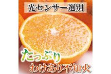 ＜2月より発送＞家庭用 不知火2.5kg+75g（傷み補償分）