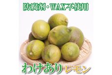 ＜9月より発送＞家庭用 黒潮レモン5kg+150g（傷み補償分）