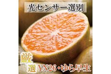 ＜9月より発送＞厳選 極早生有田みかん4kg+120g（傷み補償分）YN26 ゆら早生