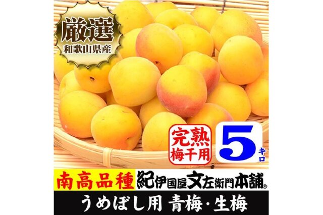 ふるさと納税 「黄色【完熟】5kg □特大サイズ 南高梅 梅干用フレッシュ青梅（生梅）／紀伊国屋文左衛門本舗」 和歌山県上富田町 -  ふるさと納税の「ふるさとぷらす」