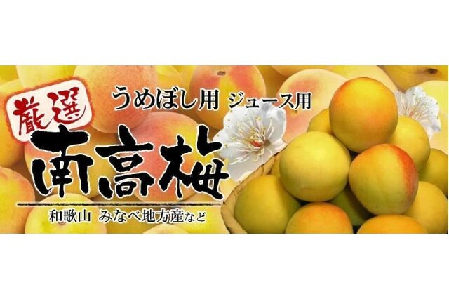 ふるさと納税 「黄色【完熟】5kg □特大サイズ 南高梅 梅干用フレッシュ青梅（生梅）／紀伊国屋文左衛門本舗」 和歌山県上富田町 -  ふるさと納税の「ふるさとぷらす」