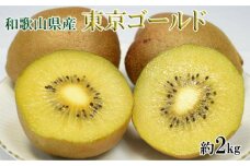 キウイフルーツの新品種「東京ゴールドキウイ」約2kg（サイズ混合）★2024年11月頃より順次発送
