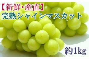 ★2026年度発送分★[新鮮・産直]和歌山県産完熟シャインマスカット約1kg 