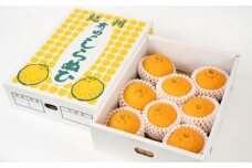 不知火（しらぬひ）　約３ｋｇ入