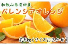 和歌山県有田産バレンシアオレンジ約5kg（サイズおまかせ）