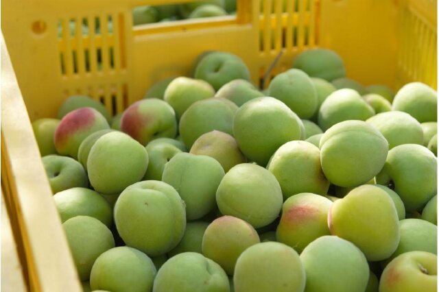 ふるさと納税 「手もぎ 紀州 南高梅 青梅 約 10kg 2L または 3L サイズ 