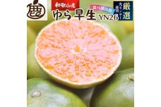 ＜9月より発送＞厳選 極早生有田みかん5kg+150g（傷み補償分）YN26 ゆら早生