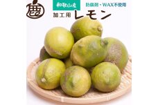 加工用 黒潮レモン3kg+90g（傷み補償分）【和歌山有田産】【IKE81】