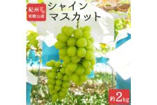 シャインマスカット 約2kg　紀州和歌山産【2025年8月下旬以降発送予定】【UT78】