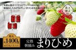特大まりひめイチゴ 朝摘 6個～11個入×4パック［先行予約］［KT4］
