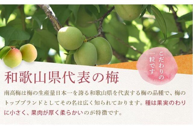 ふるさと納税 「【2026年5月下旬以降発送】紀州南高梅(青梅) 5kg〈L