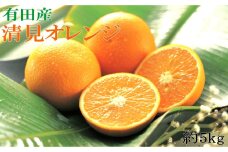  【濃厚】農家さん直送の清見オレンジ 約5kg（サイズおまかせ・秀品）
