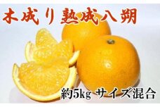 和歌山県産木成り八朔 約5kg(サイズ混合)★2025年3月下旬頃より順次発送【TM170】