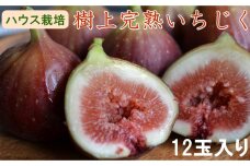 ［ハウス栽培］和歌山県産 樹上完熟 いちじく 12玉入り ★2025年8月より順次発送