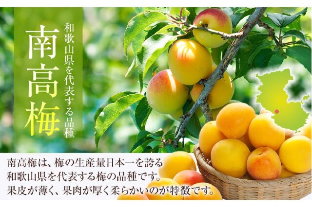 紀州南部の南高梅（完全自然栽培）3キロLサイズ良品 無農薬梅 南高梅 L～3Lサイズ混在 1kg｜南高梅の農家直送・青梅
