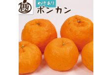 ［先行予約］家庭用 ポンカン10kg+250g（傷み補償分）［IKE258］