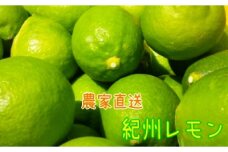 国産 農家直送 紀州レモン 約3kg サイズ混合 ［MS122］