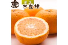 厳選 甘夏柑 1kg+250g（傷み補償分）【初夏のみかん・旬の果物】【有田産】