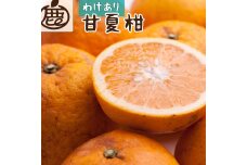 家庭用 甘夏柑 2.5kg+250g（傷み補償分）【初夏・旬の果物】【有田産】【わけあり・訳あり】