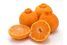 贈答用 森本農園の手選別 不知火4.5kg 和歌山県産 2L～3Lサイズ 北海道・沖縄・離島配送不可