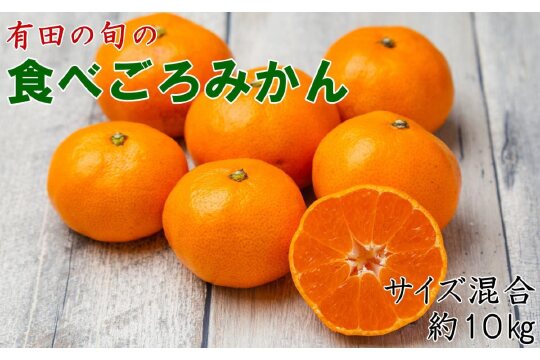 有田の旬の食べごろみかん約10kg（サイズ混合）（秀・優品混合）★2026年11月下旬頃より順次発送